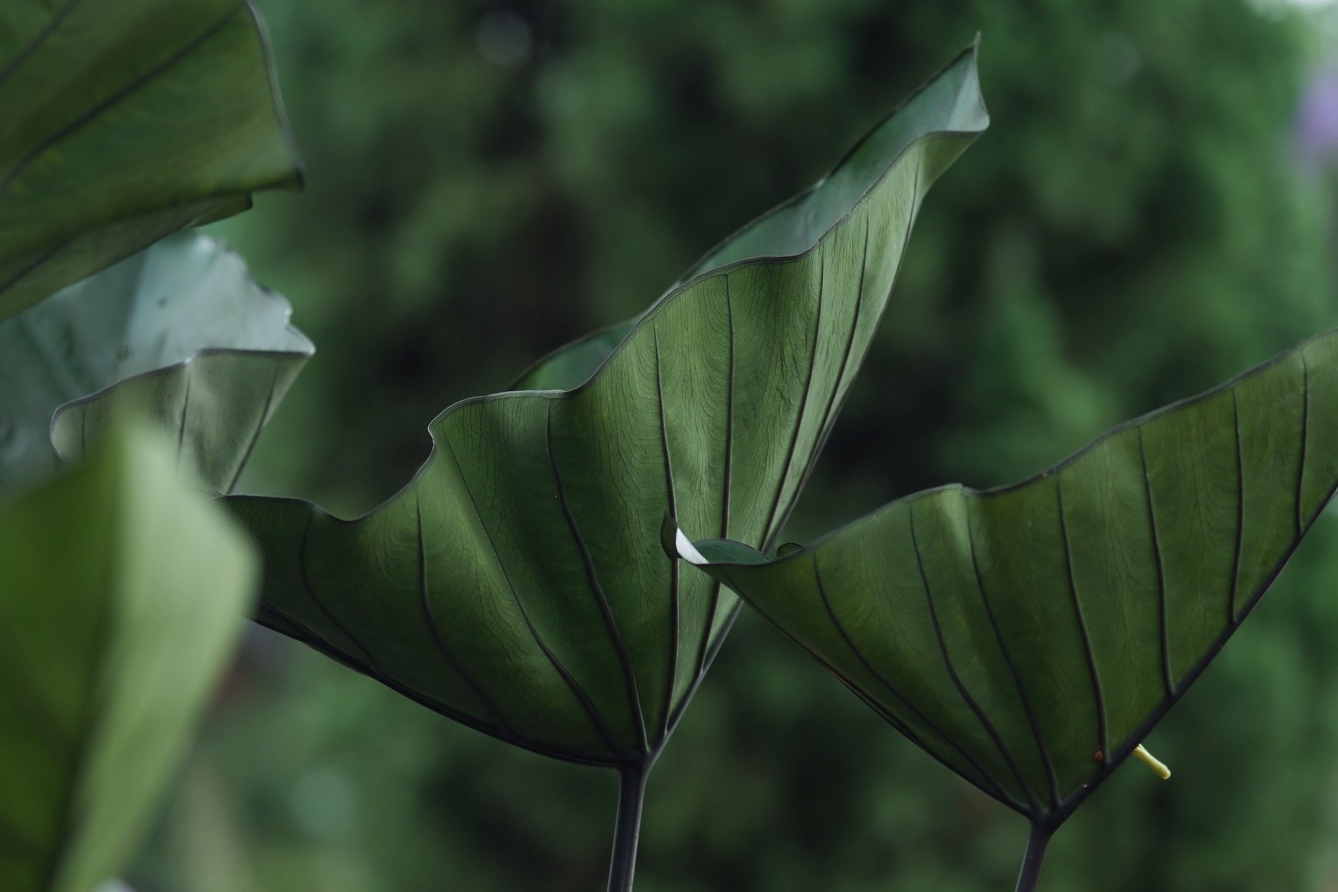 feuille verte avec goute d'eau tropicale